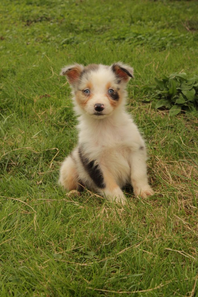 Du Domaine Du Clos Australien - Chiots disponibles - Berger Australien