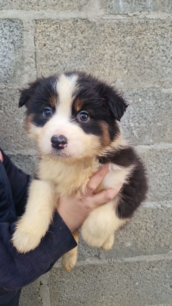 Du Domaine Du Clos Australien - Chiots disponibles - Berger Américain Miniature 