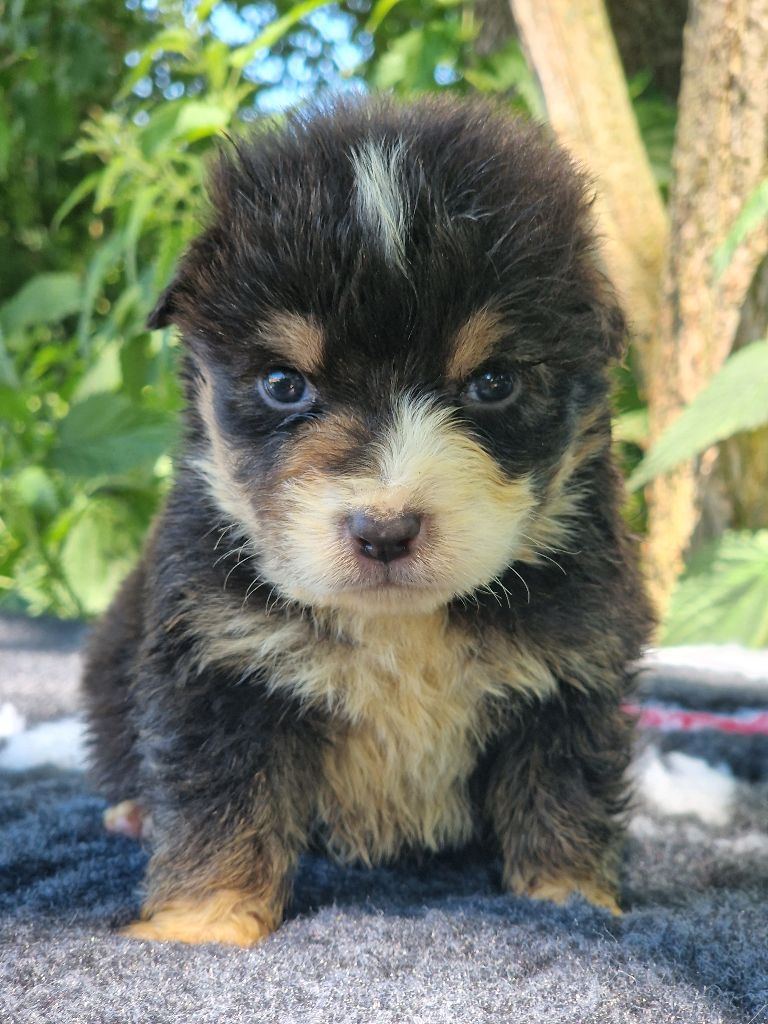 Du Domaine Du Clos Australien - Chiots disponibles - Berger Australien