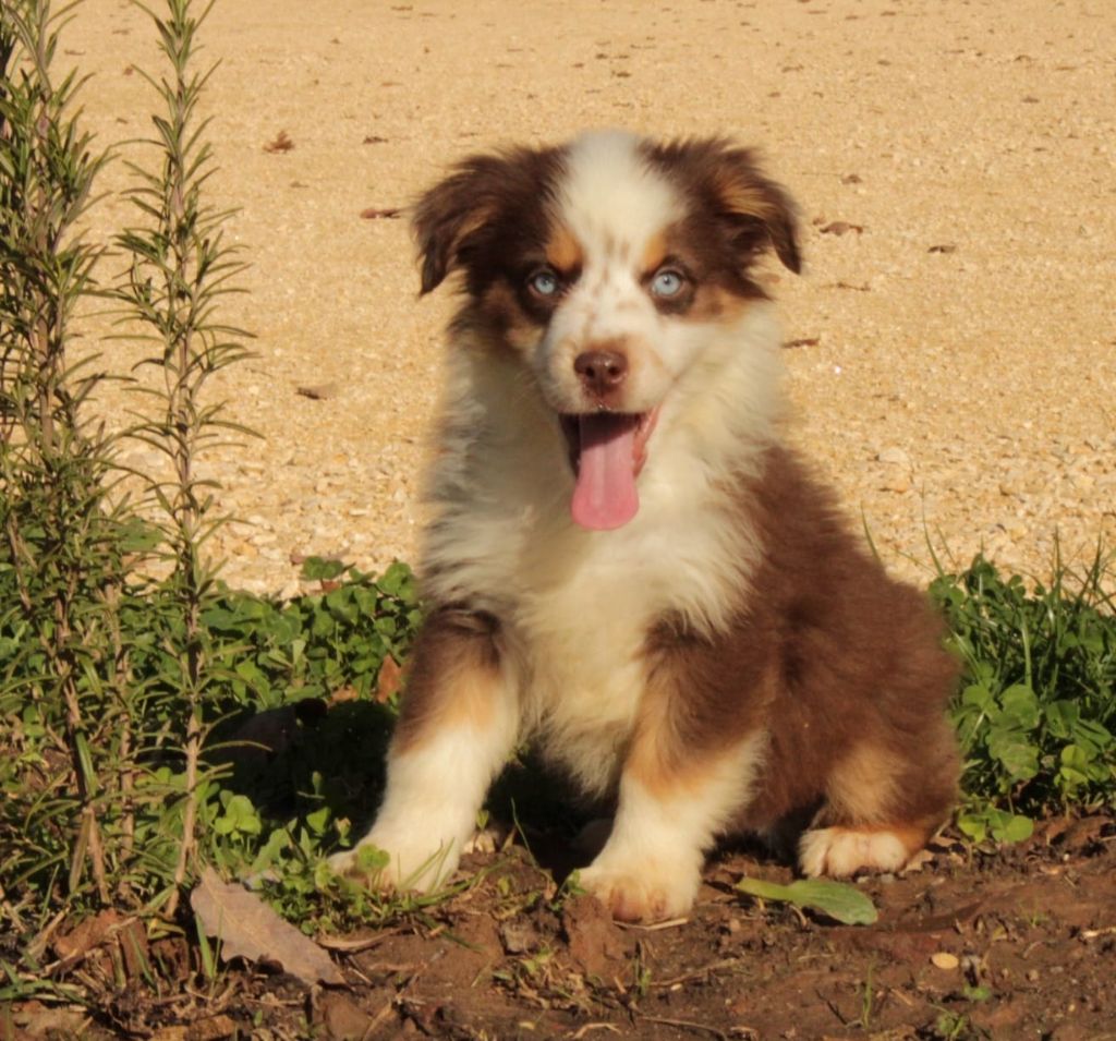 Du Domaine Du Clos Australien - Chiots disponibles - Berger Américain Miniature 