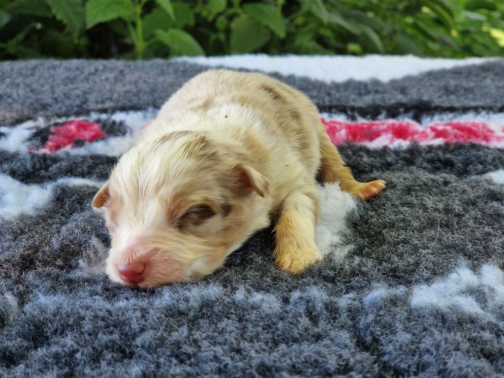 Du Domaine Du Clos Australien - Chiots disponibles - Berger Australien