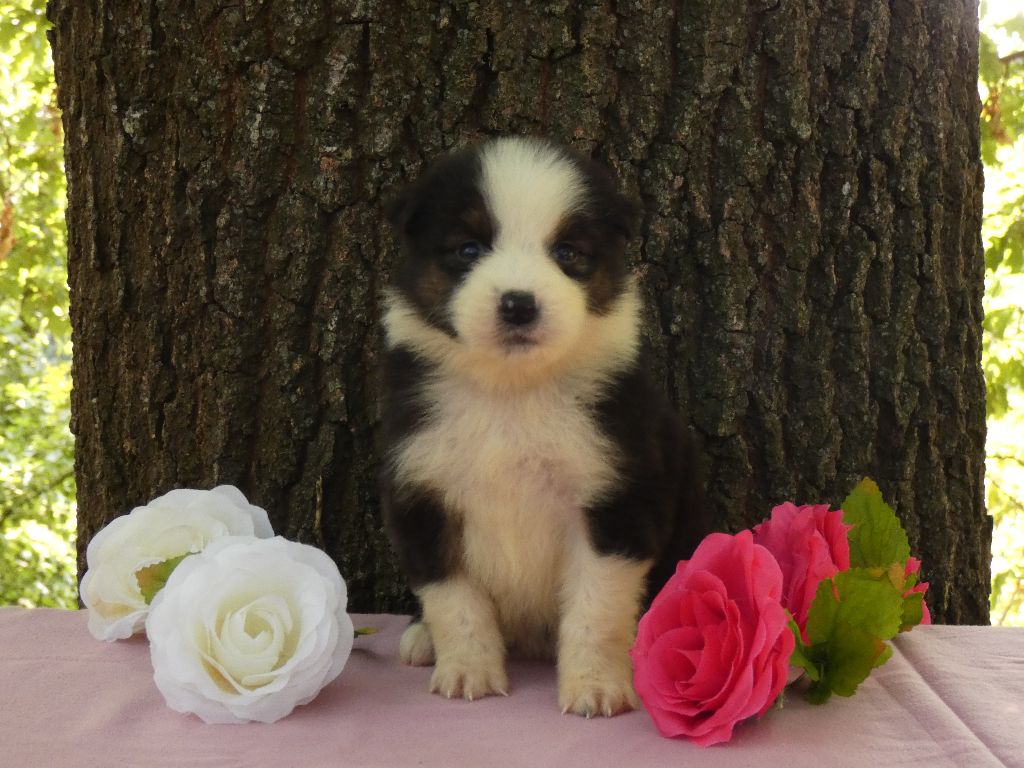 Du Domaine Du Clos Australien - Chiots disponibles - Berger Australien