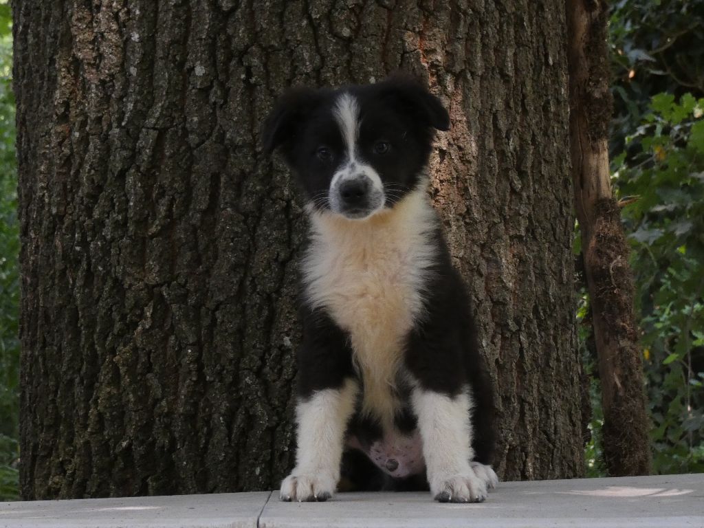 Du Domaine Du Clos Australien - Chiots disponibles - Berger Australien