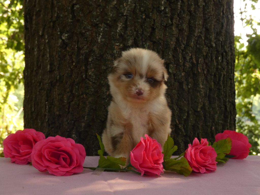 Du Domaine Du Clos Australien - Chiots disponibles - Berger Australien