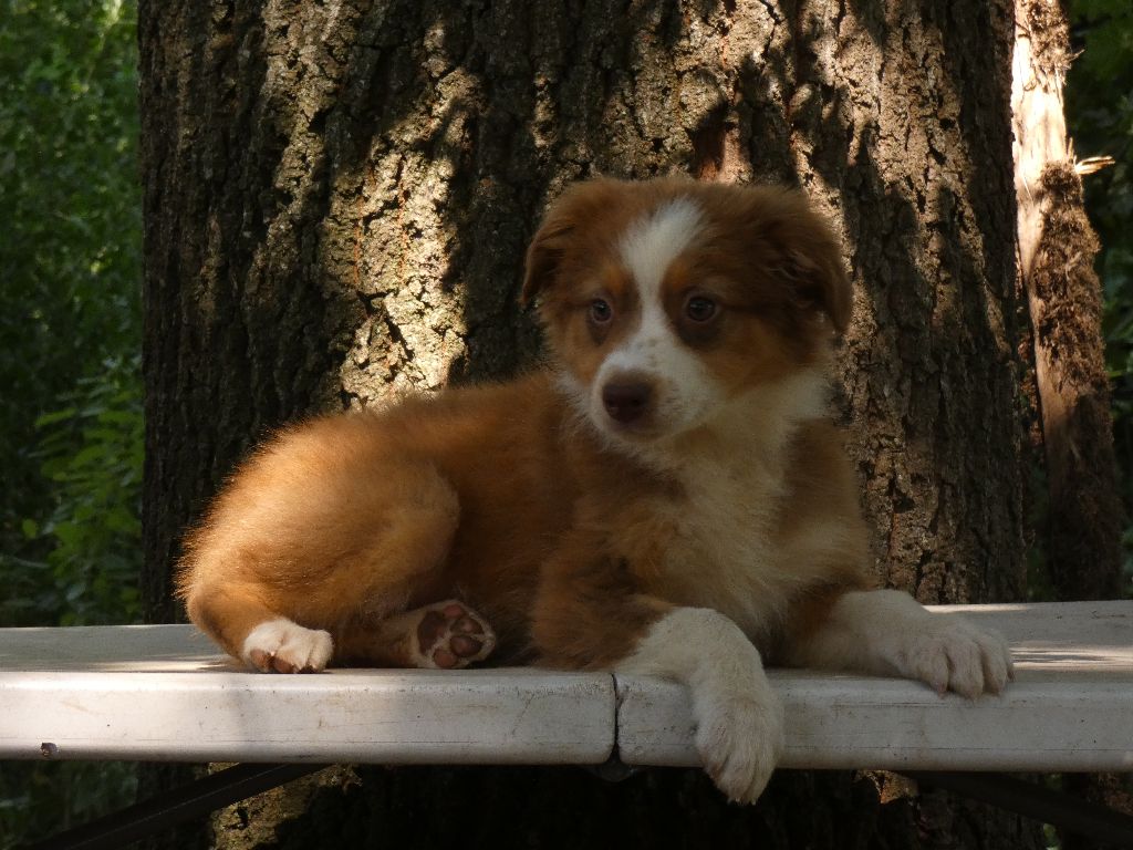 Du Domaine Du Clos Australien - Chiots disponibles - Berger Australien