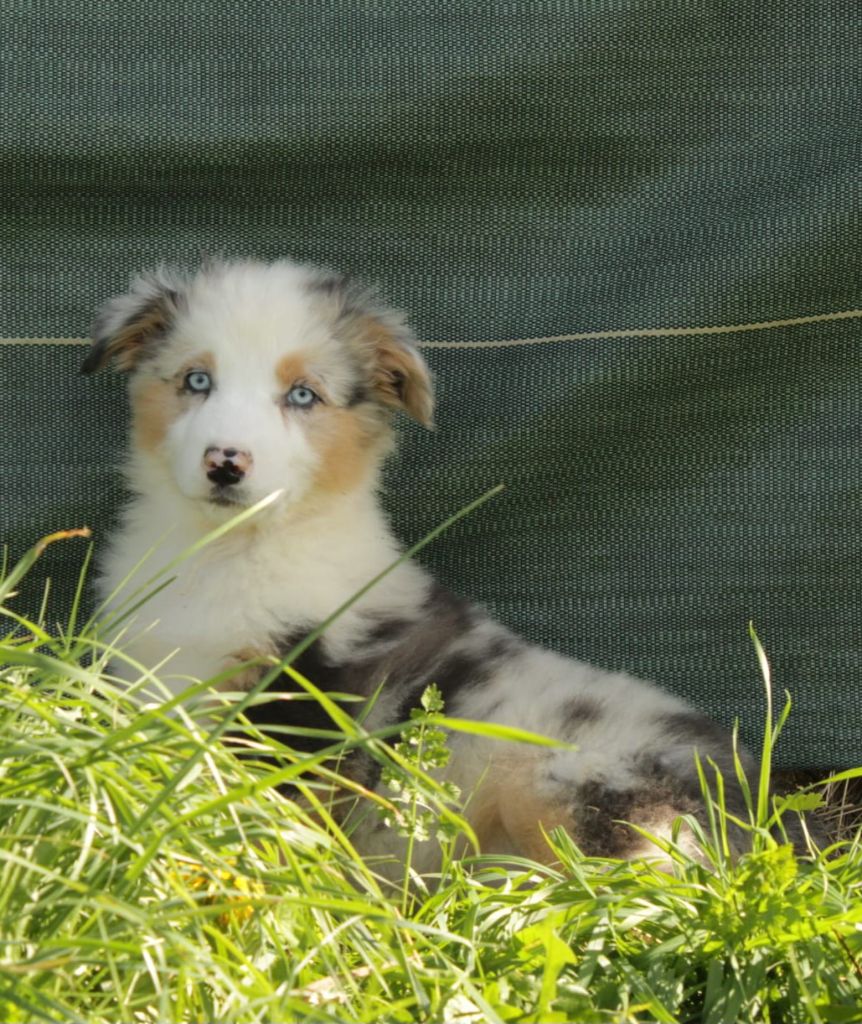 Du Domaine Du Clos Australien - Chiots disponibles - Berger Australien