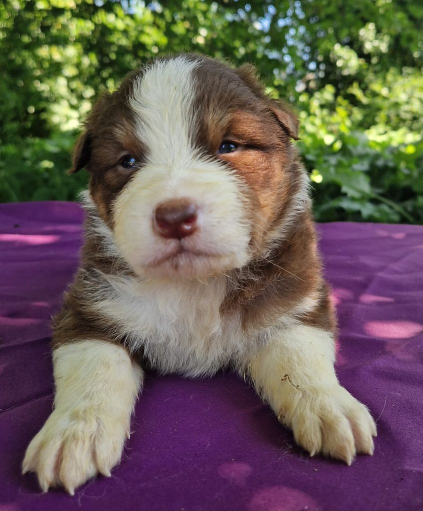 Du Domaine Du Clos Australien - Chiots disponibles - Berger Australien