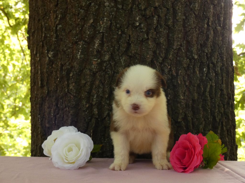 Du Domaine Du Clos Australien - Chiots disponibles - Berger Australien