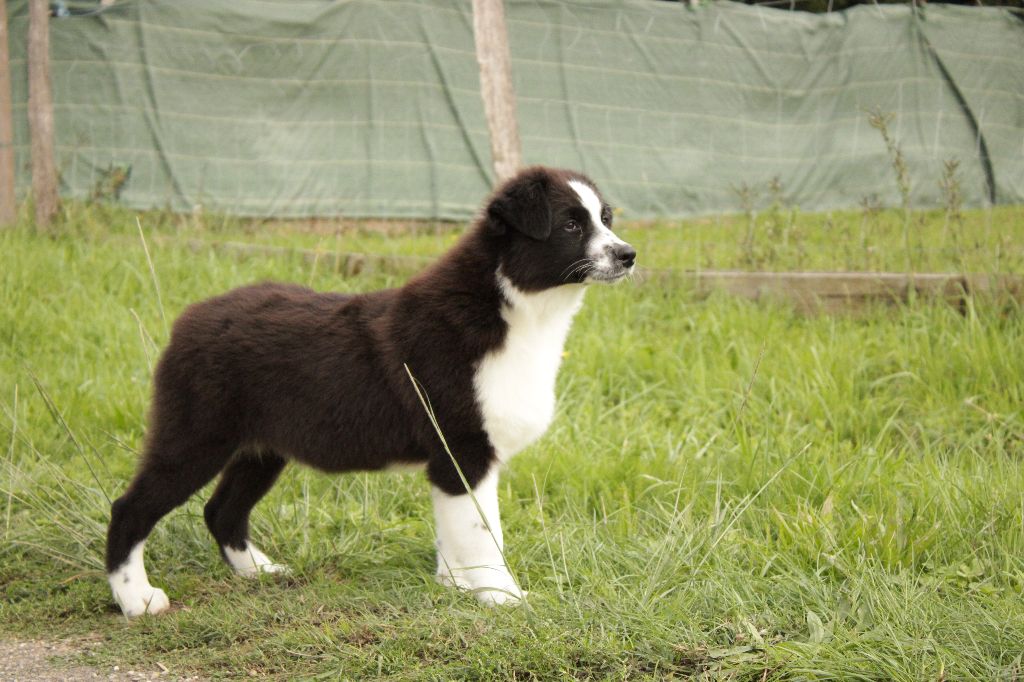 Du Domaine Du Clos Australien - Chiots disponibles - Berger Australien