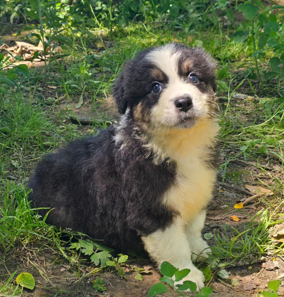 Du Domaine Du Clos Australien - Chiots disponibles - Berger Australien