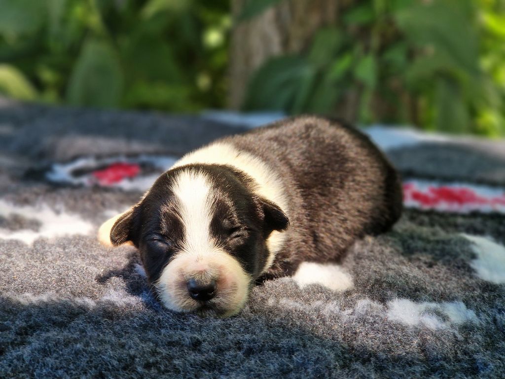 Du Domaine Du Clos Australien - Chiots disponibles - Berger Australien