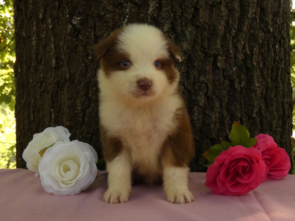 Du Domaine Du Clos Australien - Chiots disponibles - Berger Australien