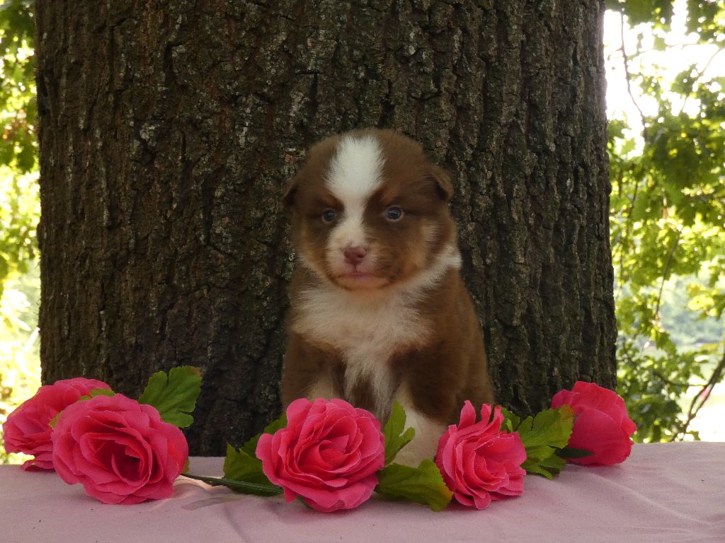 Du Domaine Du Clos Australien - Chiots disponibles - Berger Australien