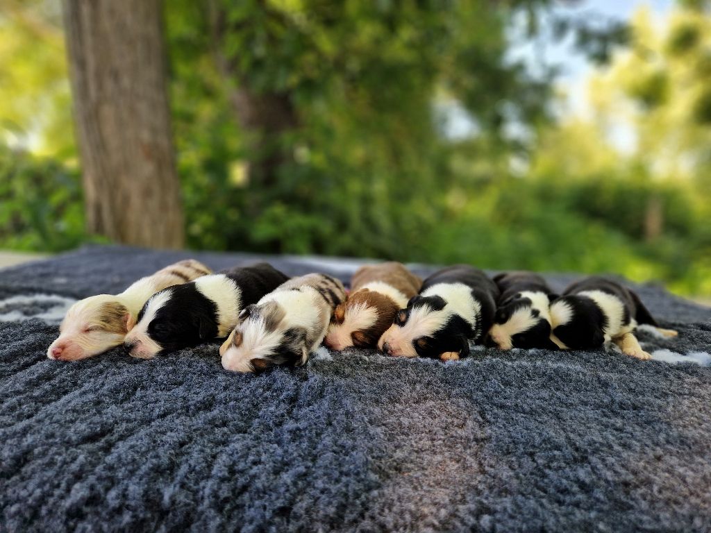 Chiot Berger Australien Du Domaine Du Clos Australien