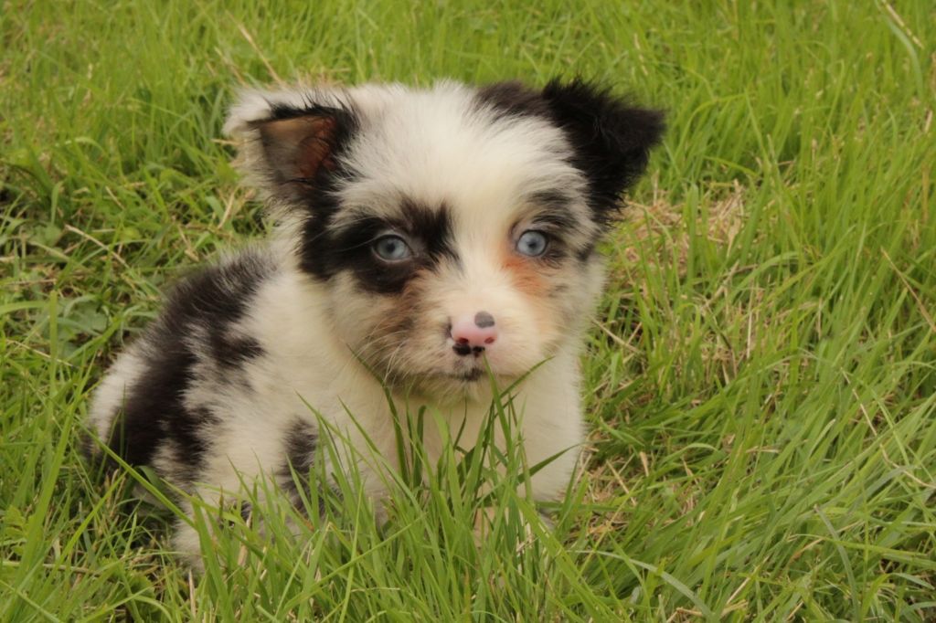 Du Domaine Du Clos Australien - Chiots disponibles - Berger Australien