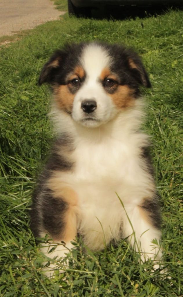 Du Domaine Du Clos Australien - Chiots disponibles - Berger Australien