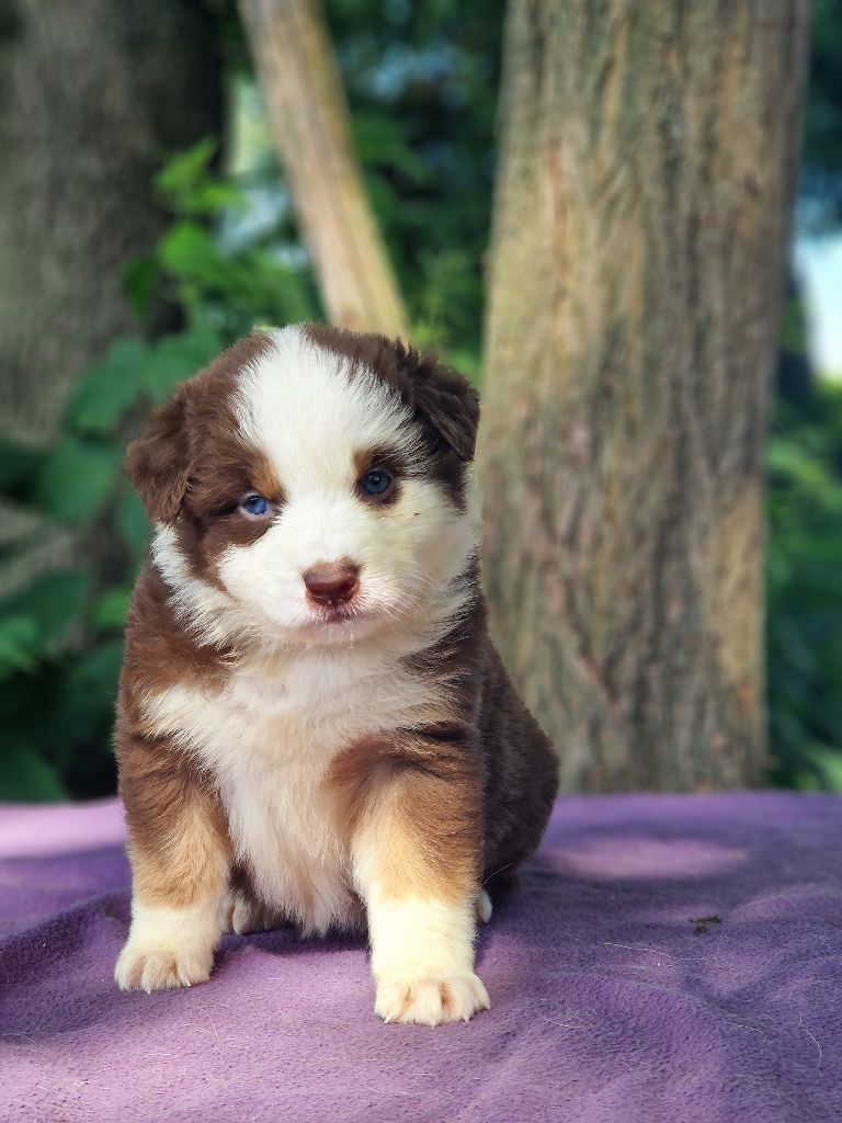 Du Domaine Du Clos Australien - Chiots disponibles - Berger Australien