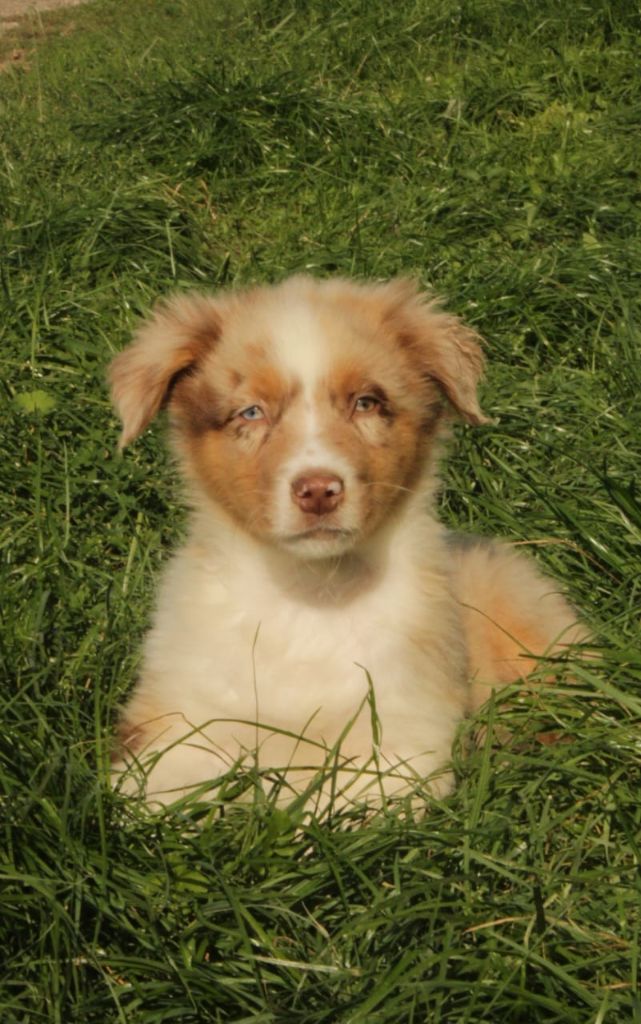 Du Domaine Du Clos Australien - Chiots disponibles - Berger Australien