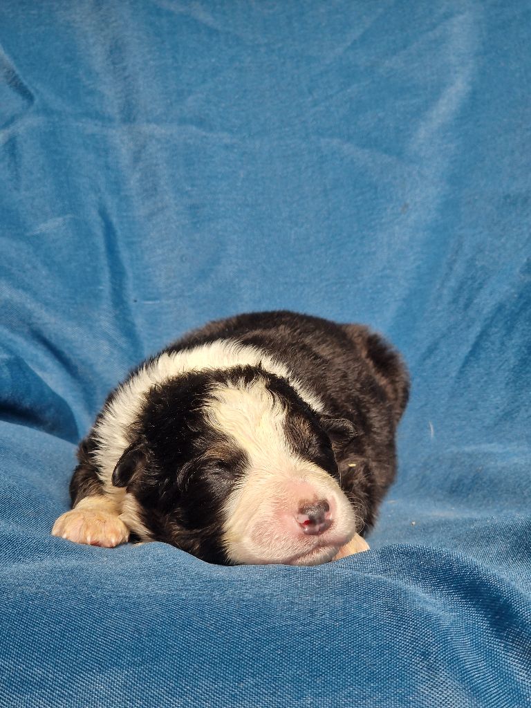 Du Domaine Du Clos Australien - Chiots disponibles - Berger Australien