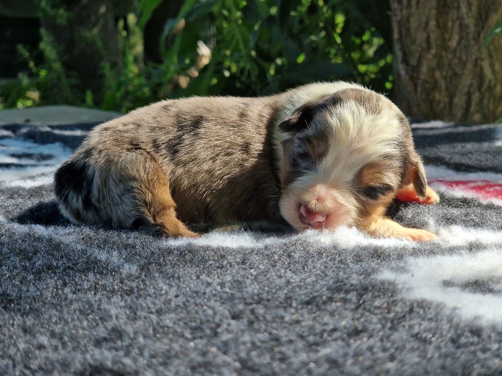 Du Domaine Du Clos Australien - Chiots disponibles - Berger Australien
