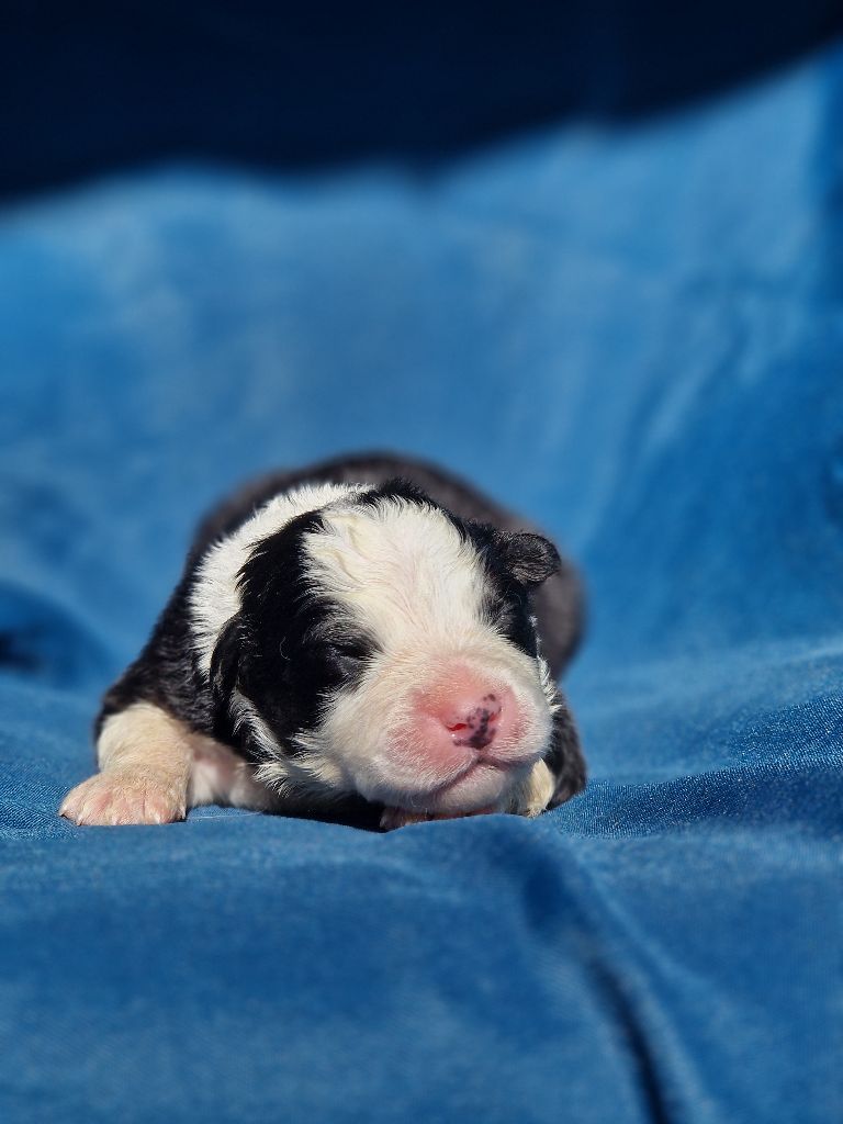 Du Domaine Du Clos Australien - Chiots disponibles - Berger Australien