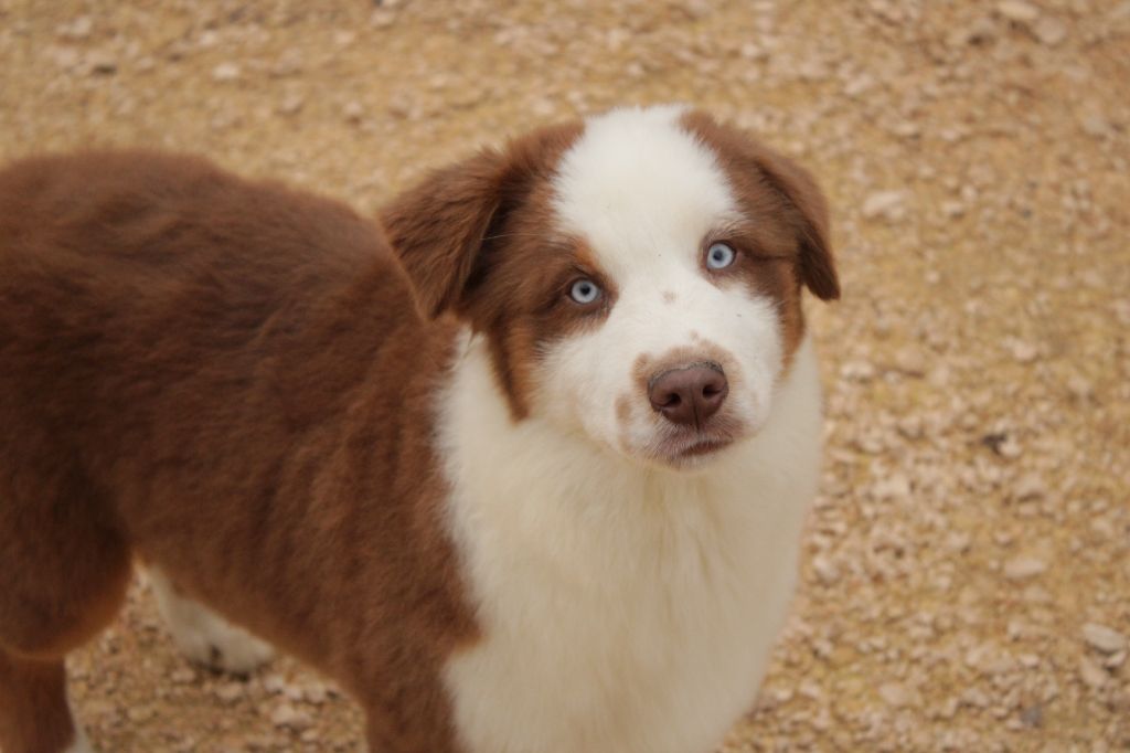 Du Domaine Du Clos Australien - Chiots disponibles - Berger Australien