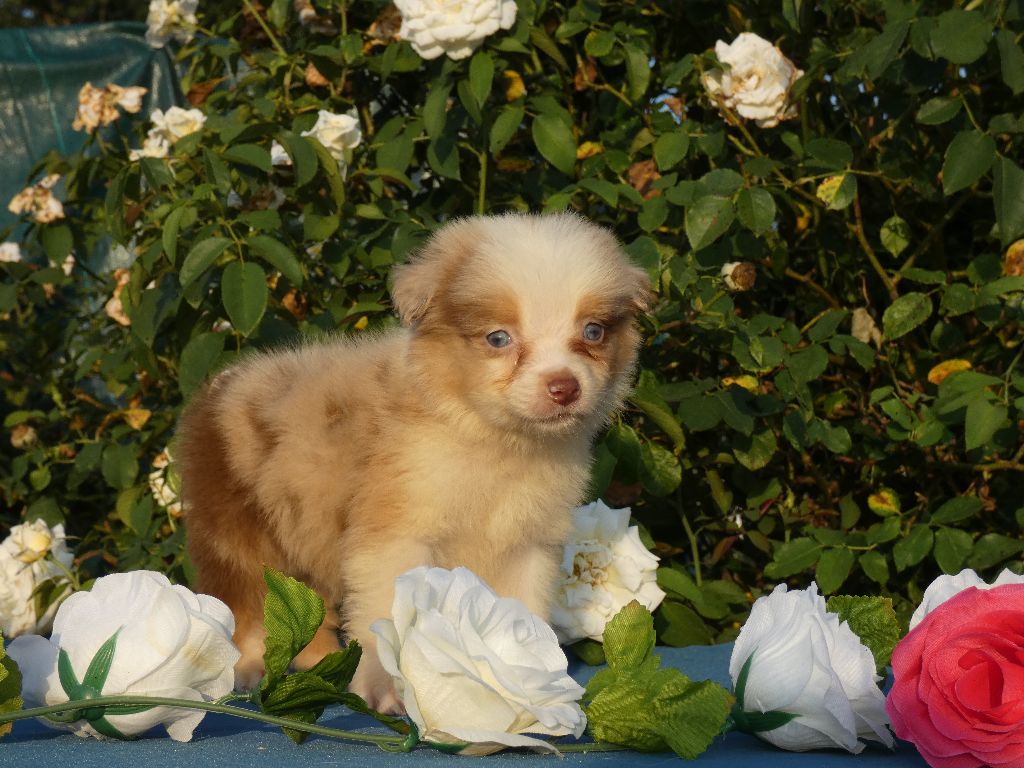 Du Domaine Du Clos Australien - Chiots disponibles - Berger Australien