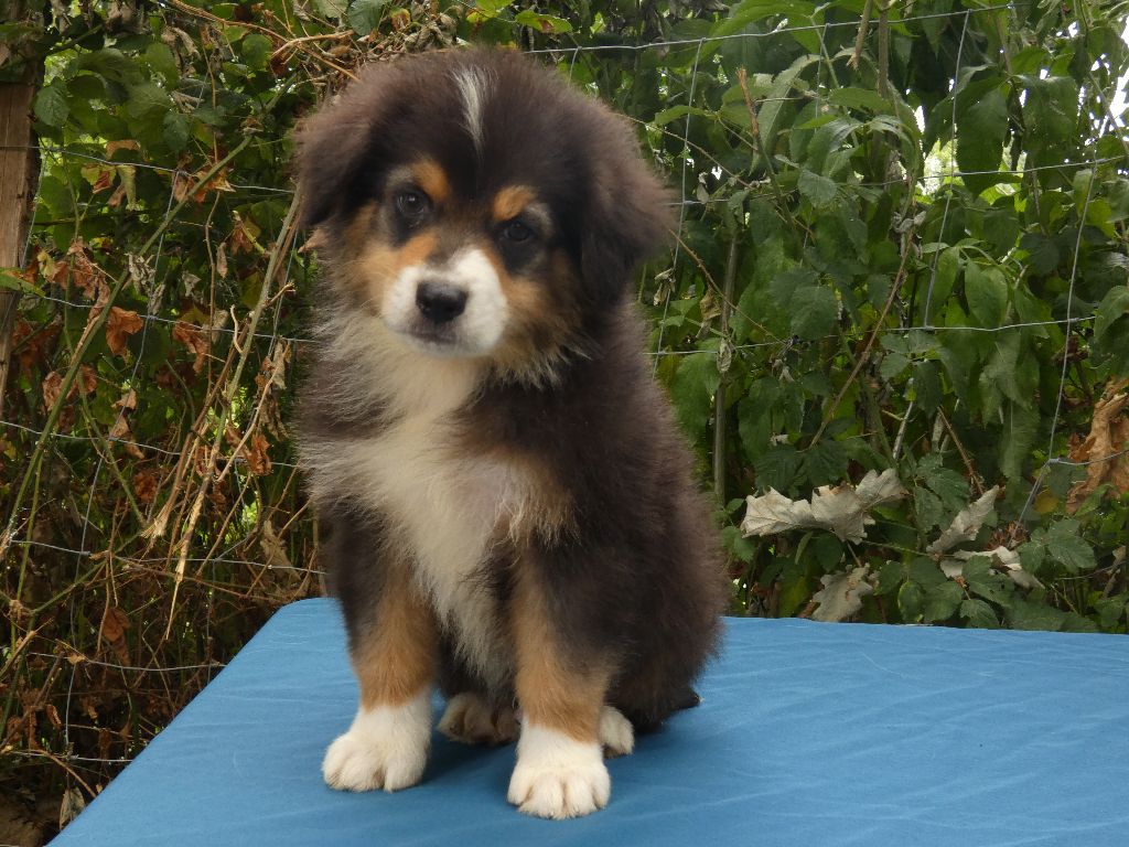 Du Domaine Du Clos Australien - Chiots disponibles - Berger Australien