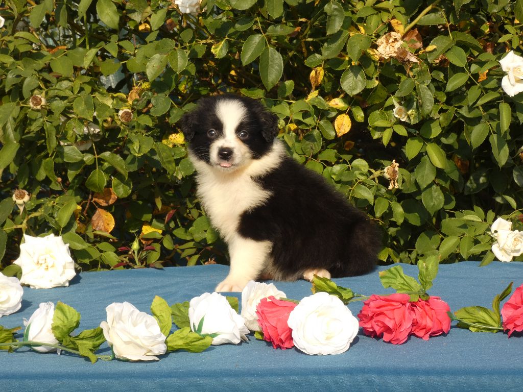 Du Domaine Du Clos Australien - Chiots disponibles - Berger Australien