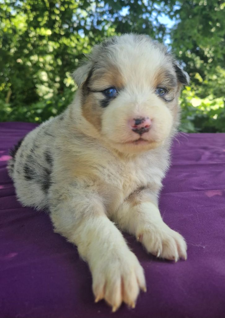 Du Domaine Du Clos Australien - Chiots disponibles - Berger Australien