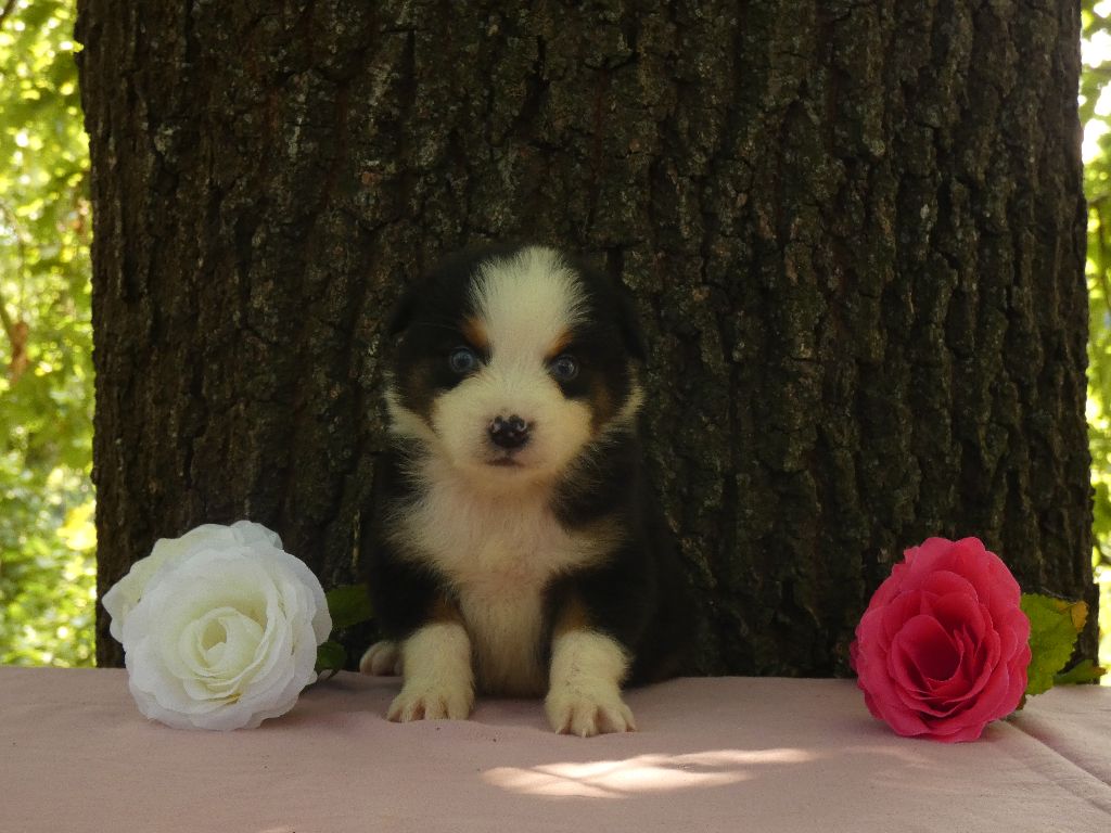 Du Domaine Du Clos Australien - Chiots disponibles - Berger Australien