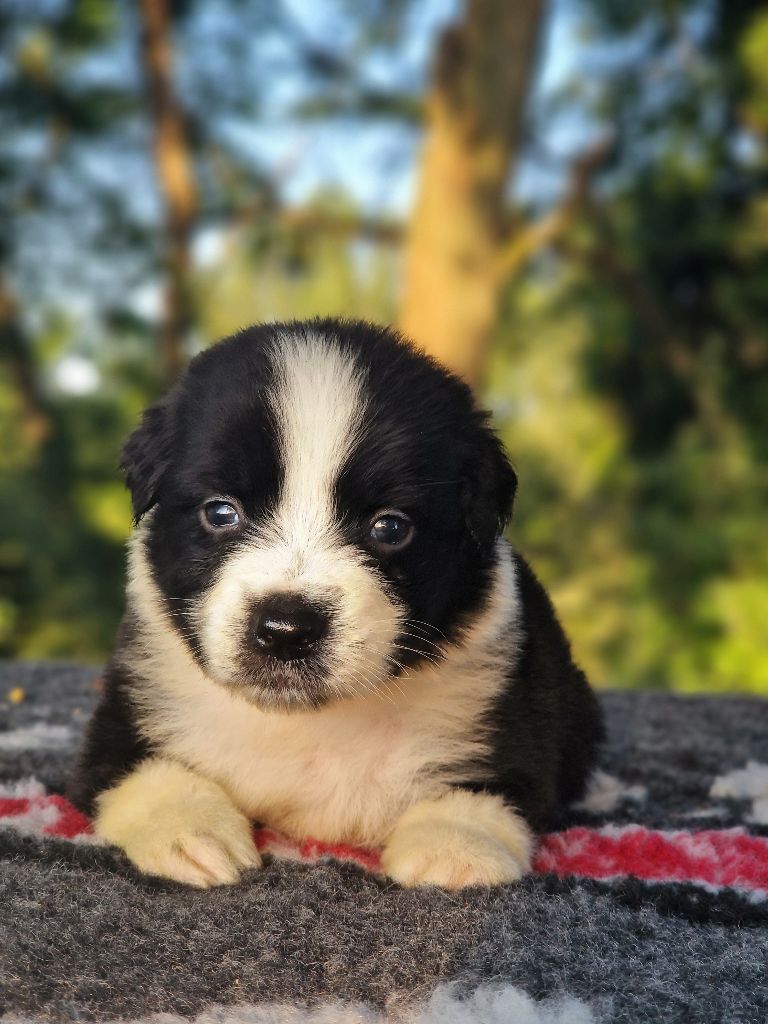 Du Domaine Du Clos Australien - Chiots disponibles - Berger Australien