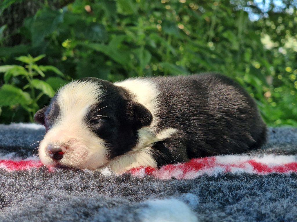 Du Domaine Du Clos Australien - Chiots disponibles - Berger Australien