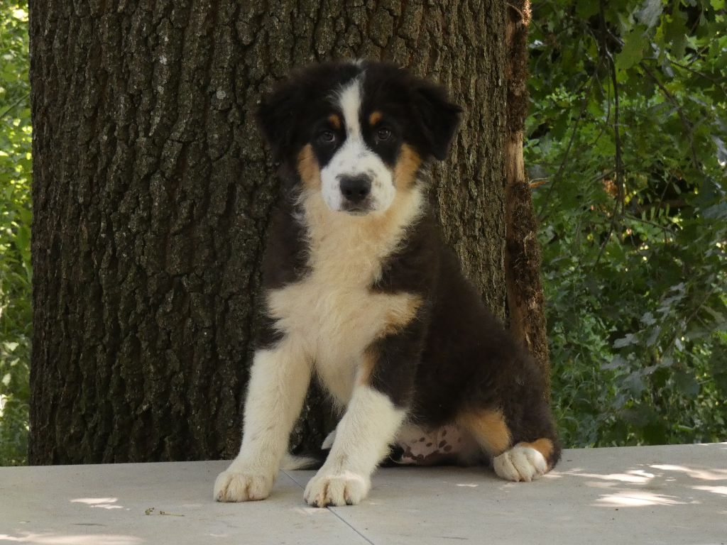 Du Domaine Du Clos Australien - Chiots disponibles - Berger Australien