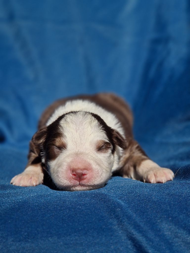 Du Domaine Du Clos Australien - Chiots disponibles - Berger Australien