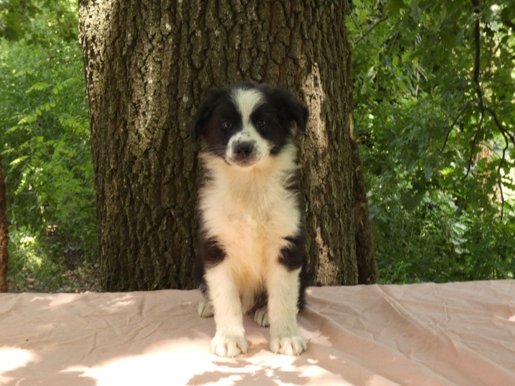 Du Domaine Du Clos Australien - Chiots disponibles - Berger Australien