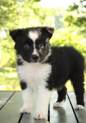 Beastar's Juno