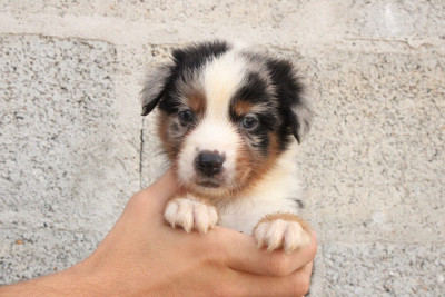 Baxter