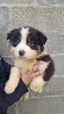 An English man in new york