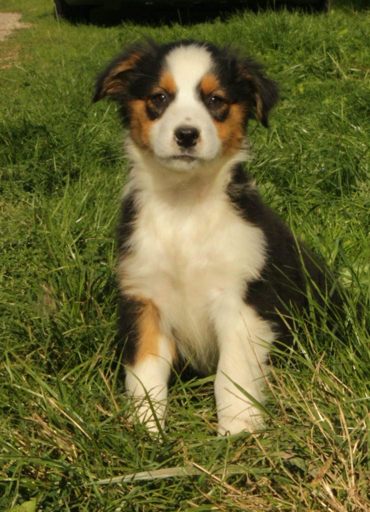 Du Domaine Du Clos Australien - Chiots disponibles - Berger Australien