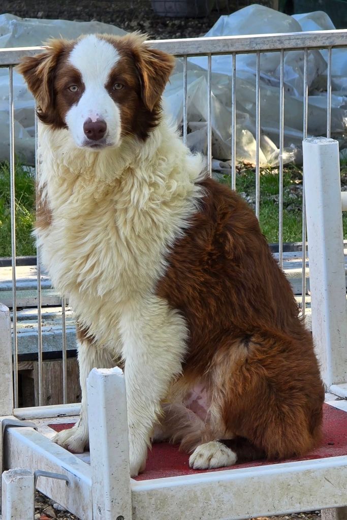 Du Domaine Du Clos Australien - Chiots disponibles - Berger Australien