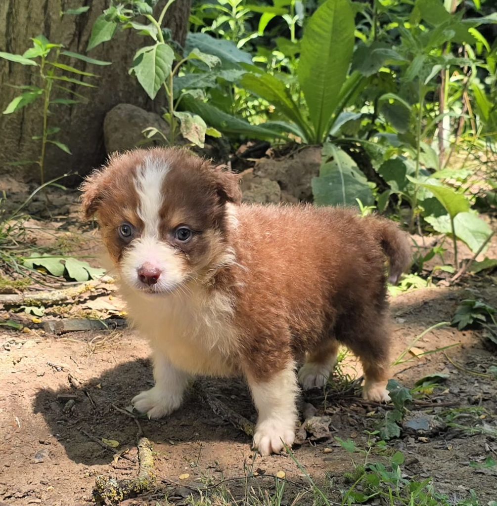 Du Domaine Du Clos Australien - Chiots disponibles - Berger Australien