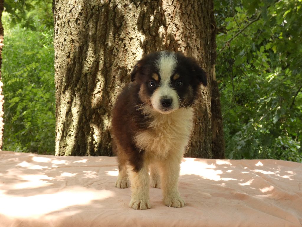 Du Domaine Du Clos Australien - Chiots disponibles - Berger Australien