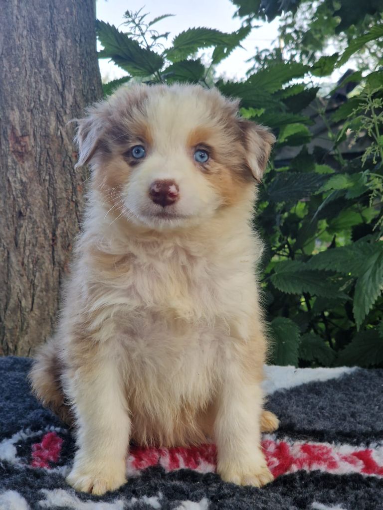 Du Domaine Du Clos Australien - Chiots disponibles - Berger Australien
