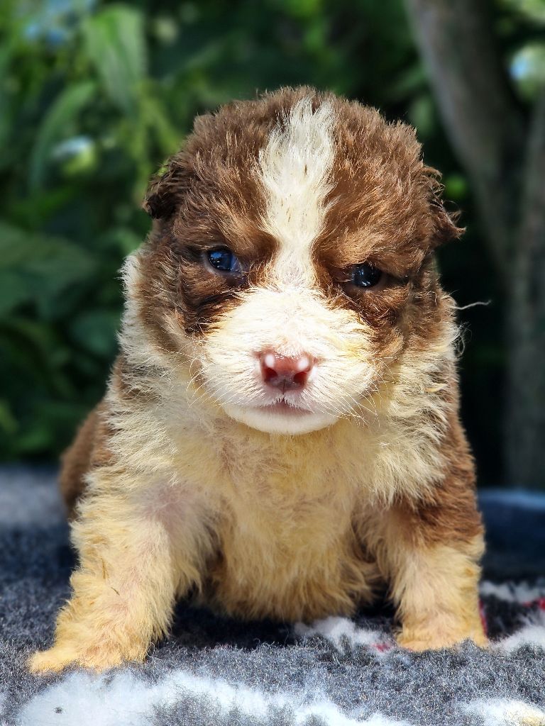Du Domaine Du Clos Australien - Chiots disponibles - Berger Australien