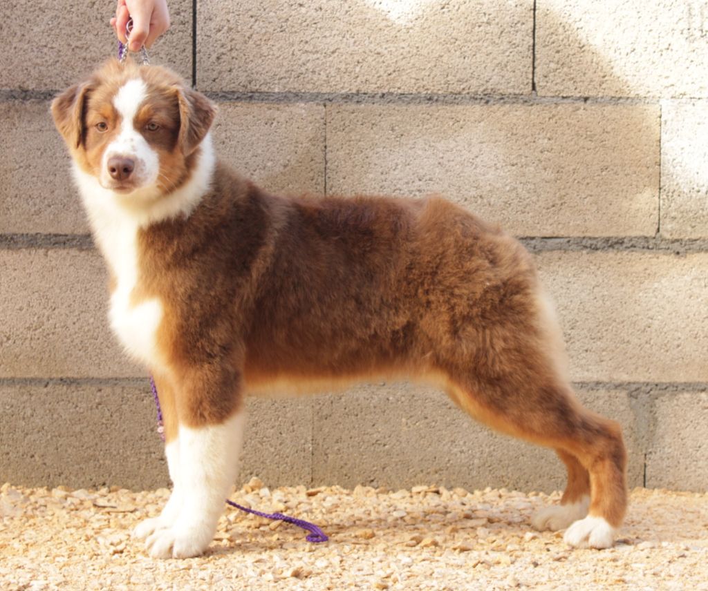 Du Domaine Du Clos Australien - Chiots disponibles - Berger Australien