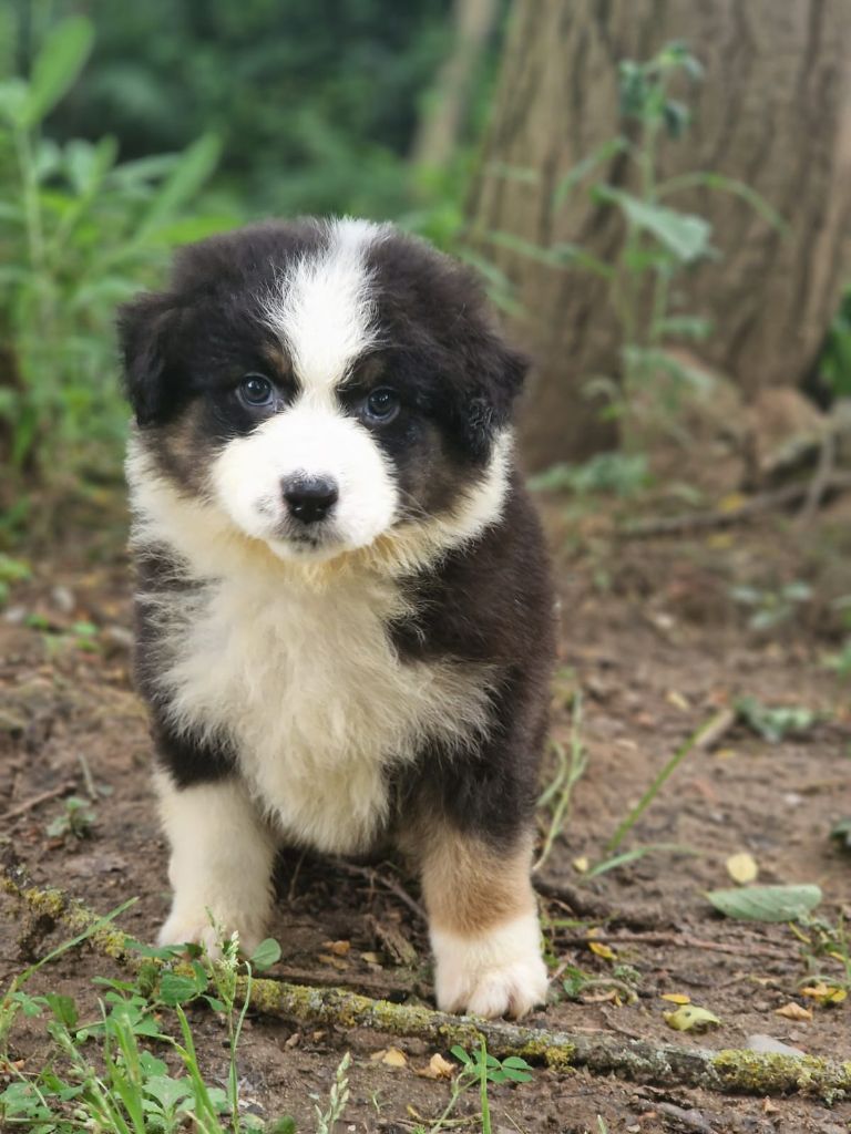 Du Domaine Du Clos Australien - Chiots disponibles - Berger Australien