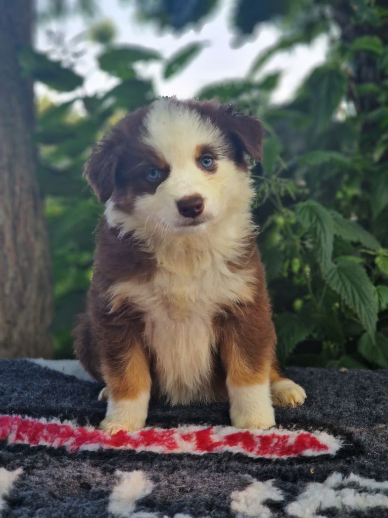 Du Domaine Du Clos Australien - Chiots disponibles - Berger Australien