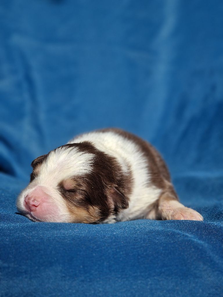 Du Domaine Du Clos Australien - Chiots disponibles - Berger Australien