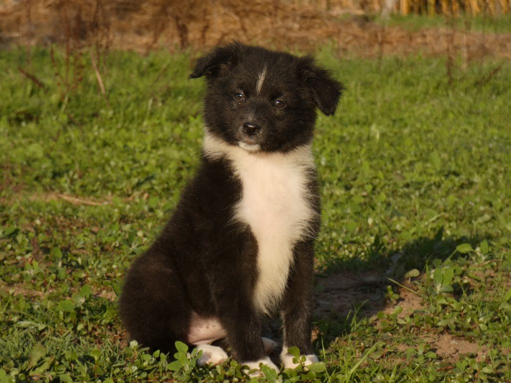 Du Domaine Du Clos Australien - Chiots disponibles - Berger Australien